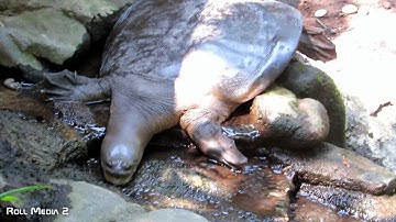 Turtle without Shell