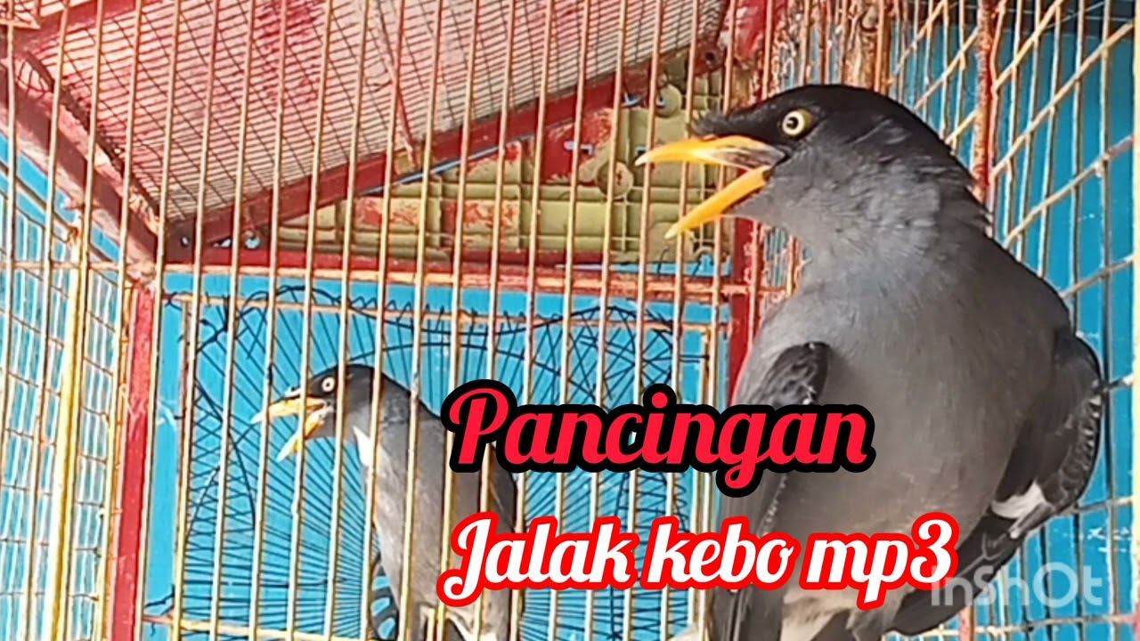 Pancingan jalak kebo mp3