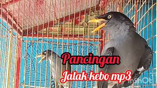 Pancingan jalak kebo mp3