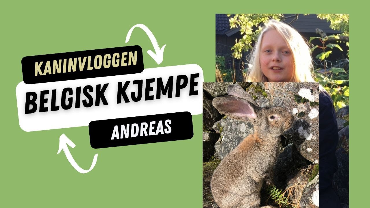 Belgisk Kjempe Kanin
