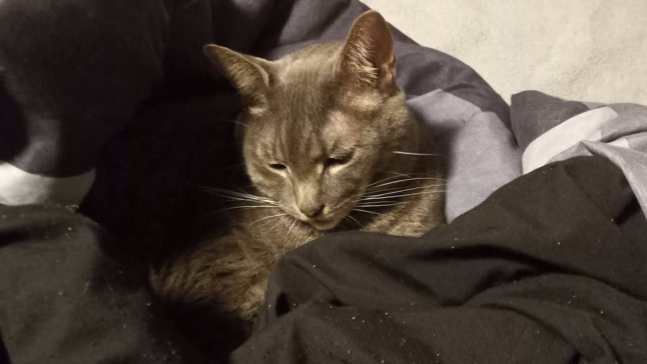 Cat steals blanket while I wasn't looking YouTube