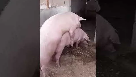 Comment accoupler des cochons ?