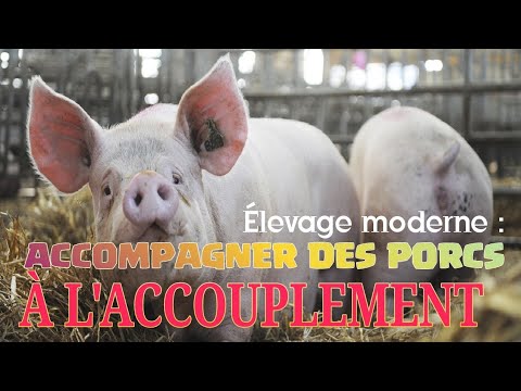 Vidéo: Certification des ingénieurs cadastraux : caractéristiques de la procédure