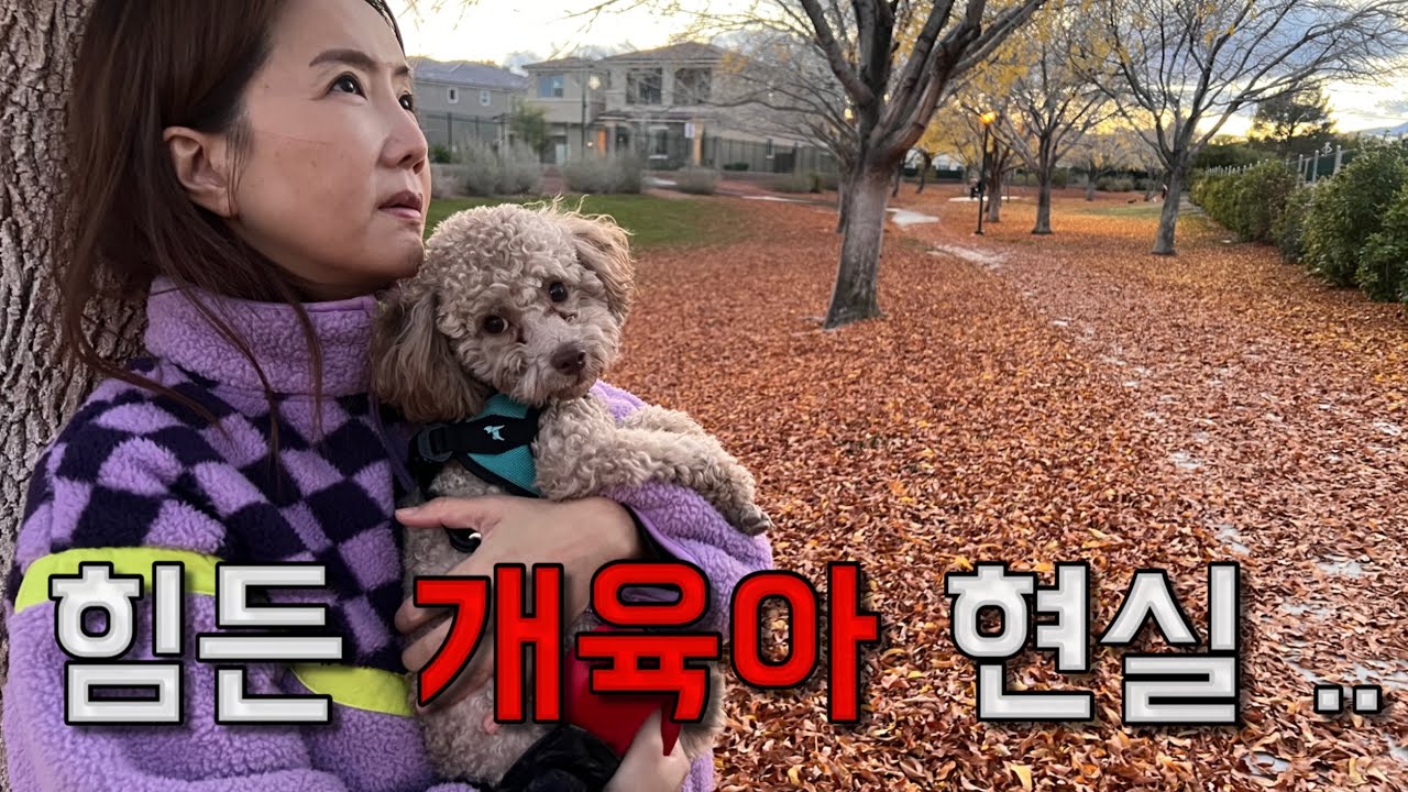  힘든 개육아 현실 ..두마리 개육아 너무 힘들어요 ..🐶