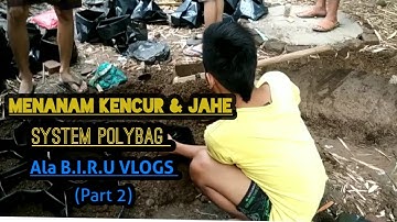 Menanam kencur & jahe sistem Polybag di lahan belakang rumah (Part 2)