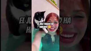 El juez tuxedo es difícil de sorprender 🥸 #cats #swimming #gatos #cutecat #tuxedocat