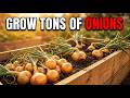 How to Grow a TON of Onions in ONE Container (5 Tips for Huge Yields!)