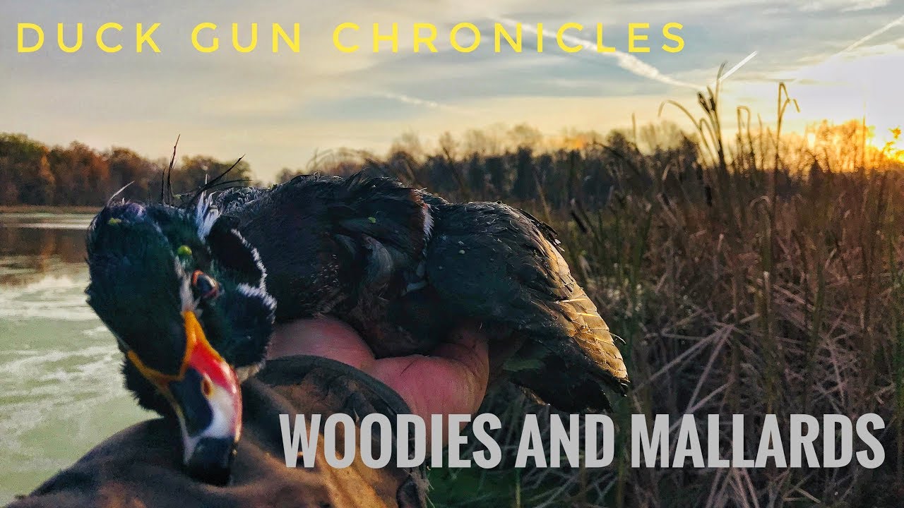 Wood Ducks and Mallards! Early Morning Marsh Mayhem. small town crime