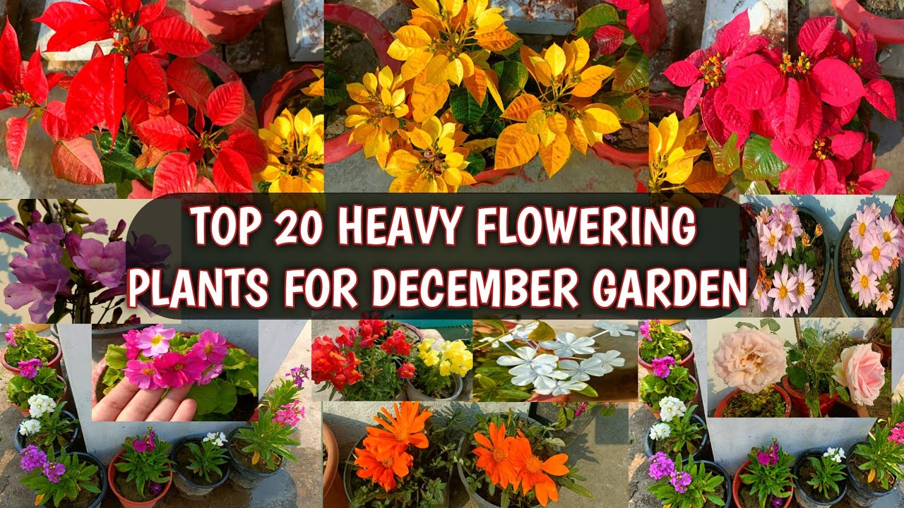 TOP 20 HEAVY FLOWERING PLANTS FOR DECEMBER GARDEN BEST DECEMBER