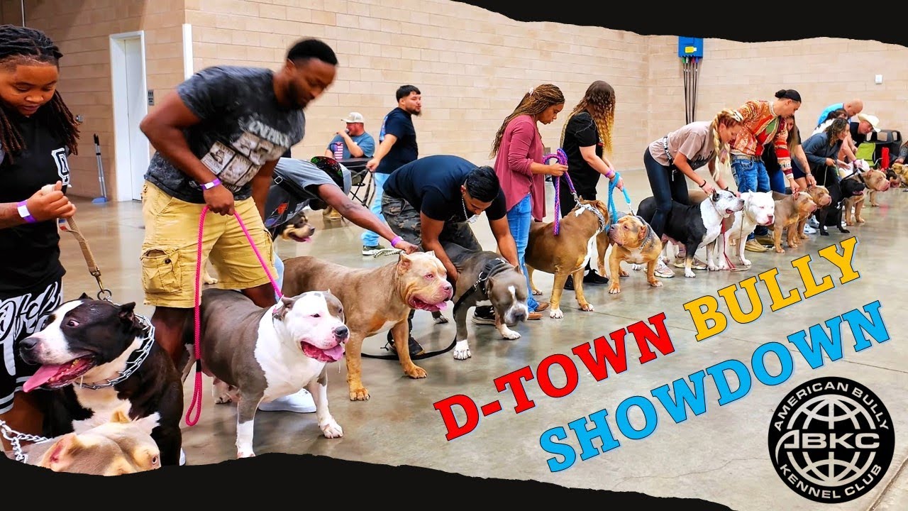 XL Bullies на сцену! | D-Town Bully Showdown