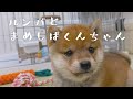 【生後58日】まめしばくんちゃんルンバに初めて出会う | VLOG#03 - Shiba Inu puppy with Roomba