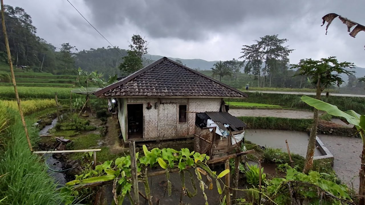 Hidup di Desa, Menginap Di Rumah Satu Satunya Tengah Sawah Jauh Dari Tetangga