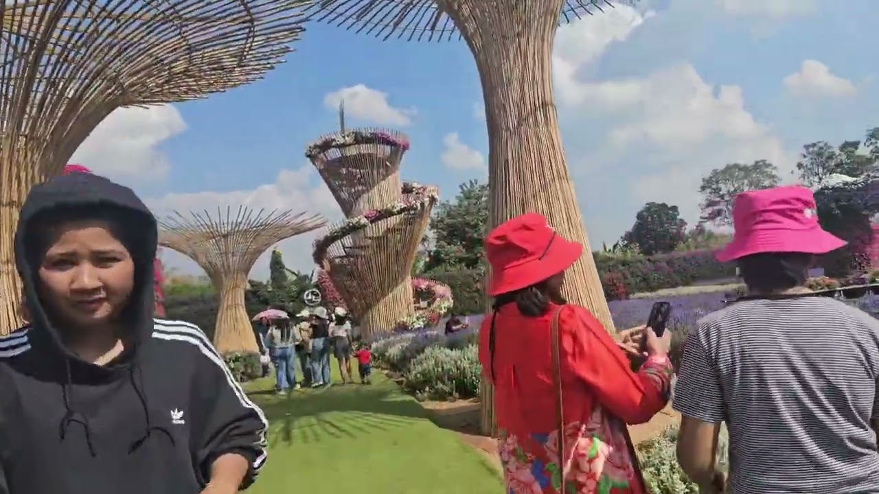 Maple garden January 18,2026