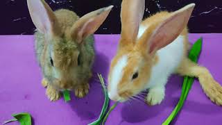 Rabbits like to eat vegetables | VIDEOS PLAY
