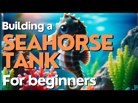 Building A Seahorse Tank For Beginners 
