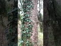 Is this tree melting... Or am I? (Psilocybin/Mushroom Simulation)