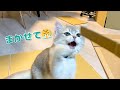 工作してたら猫がお手伝いにきてくれました