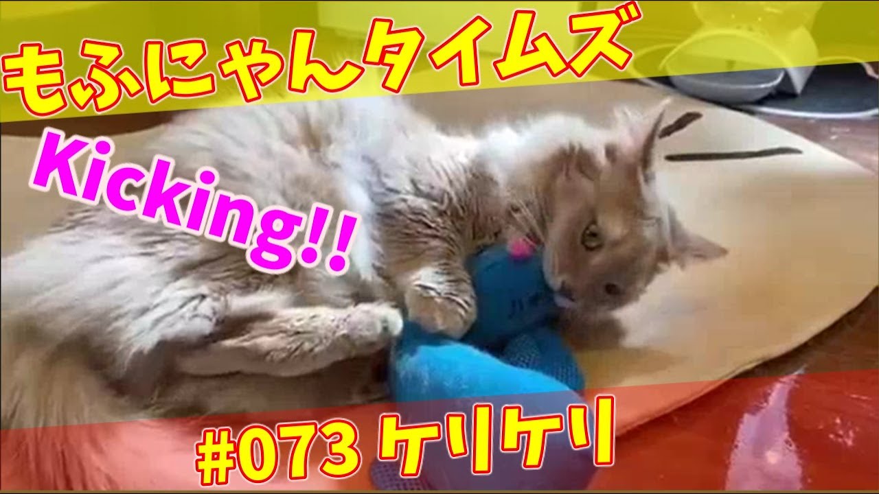 Cat Video 猫動画 ケリケリ Kicking りく マンチカン 073 Youtube