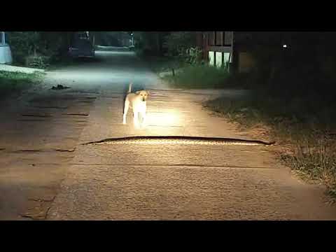 Stray Dog Accidentally Steps On Huge Python