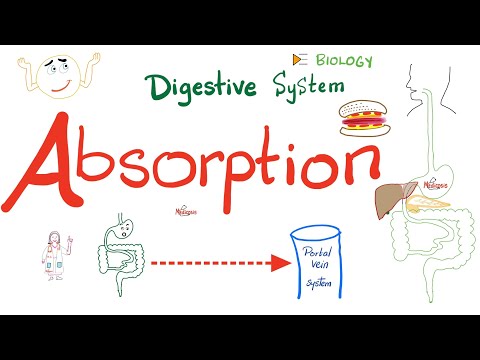 Absorption - How nutrients reach your blood - Gastrointestinal (GI) Physiology