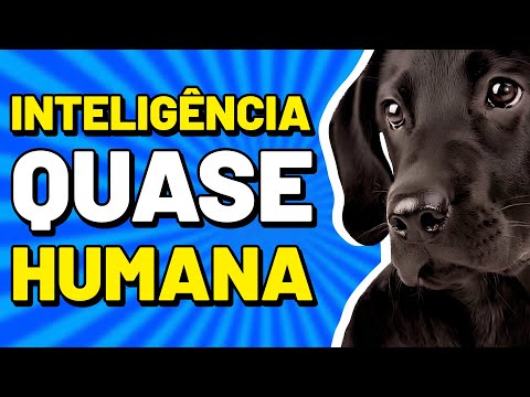 Vídeo: Uma lista das 100 raças de cães mais inteligentes