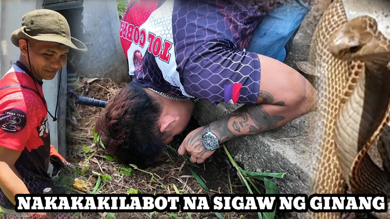 JUMBO COBRA NAGLAHO SA ILALIM NG KUTCHON |