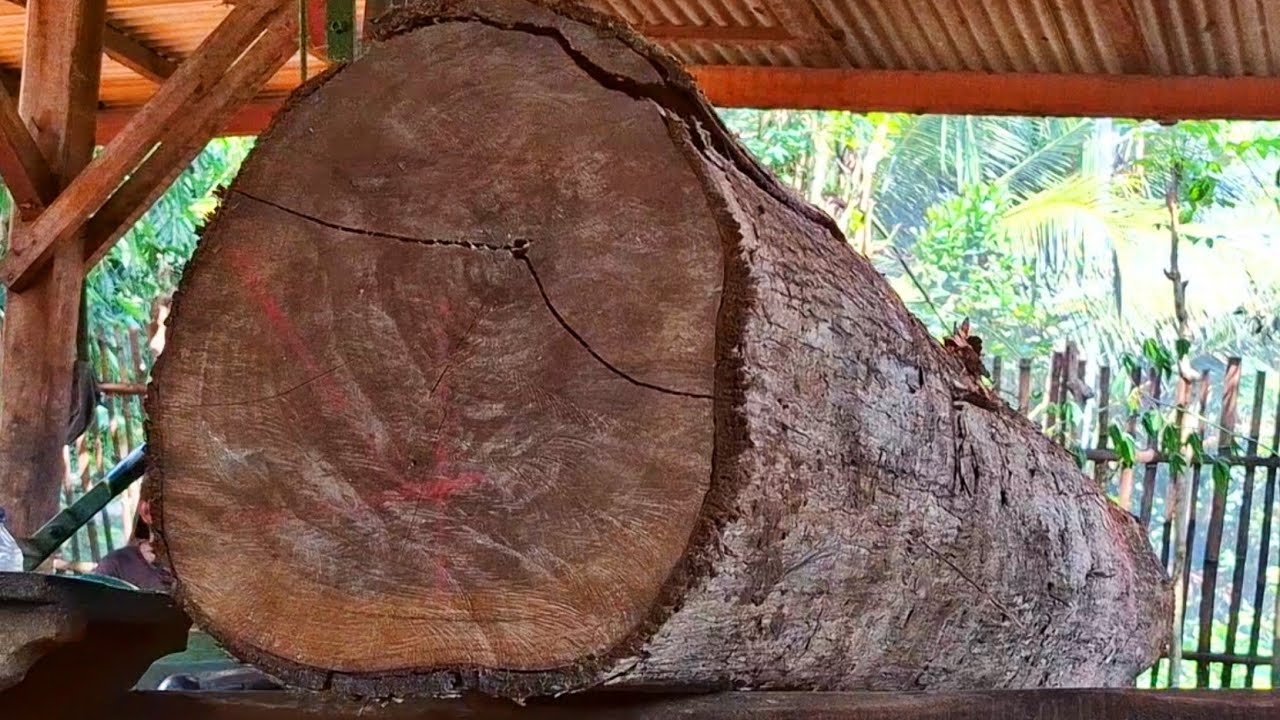 sawing old teak logs full of dense fibers at the sawmill - YouTube