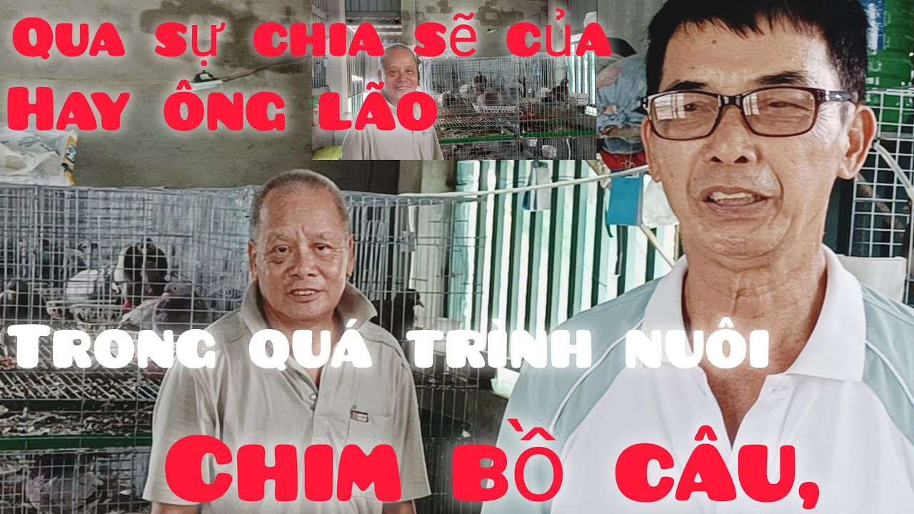 Qua sự chia sẽ của hay ông lão, trong quá trình nuôi chim bồ câu, và bán chim bồ câu ra ràng,