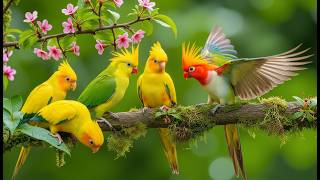 Beautiful Tropical Birds with Slow Piano Music 4K | Soft Nature Music for Emotional Healing screenshot 1