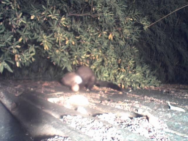 Quel Animal Vole Les Oeufs De Poule