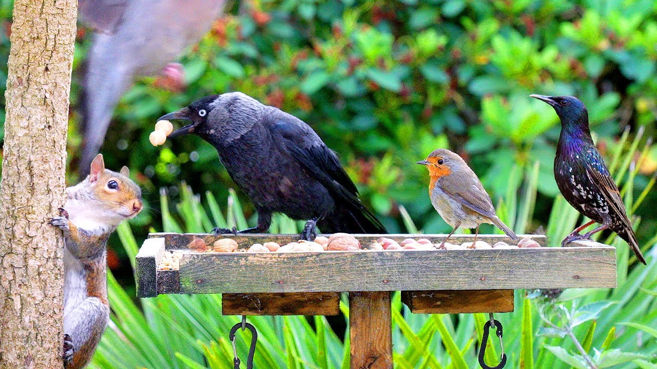Видео для кошек 🕊️ Летние птицы и белки едят на птичьих столах 🐿️ Птички для кошек 4K HDR