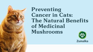 Preventing Cancer In Cats: The Natural Benefits Of Medicinal Mushrooms by Zumalka by HomeoAnimal - Helping Pets Naturally  50 views 1 year ago 1 minute, 2 seconds