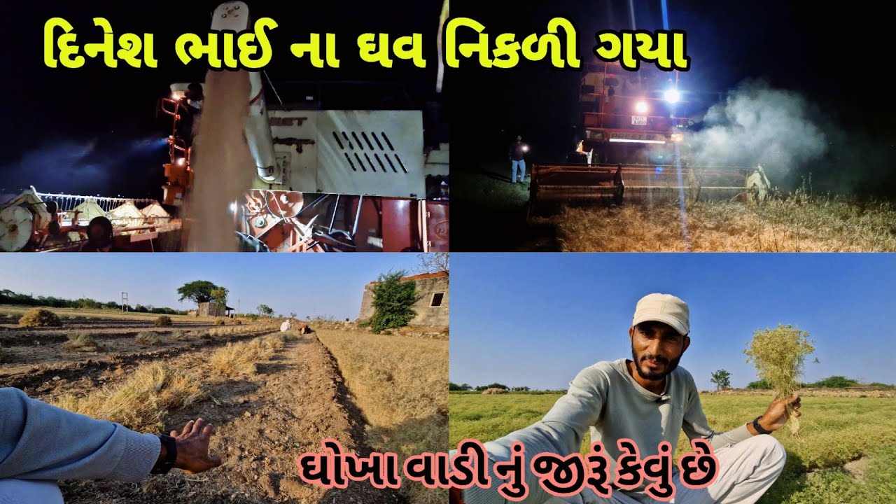 ધોખાવાડી નું જીરૂં|| દિનેશ ભાઈ ના ઘવ 🌾 માં ક્ટર|| farming life 