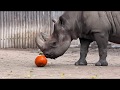 Rhino Smashes Pumpkin