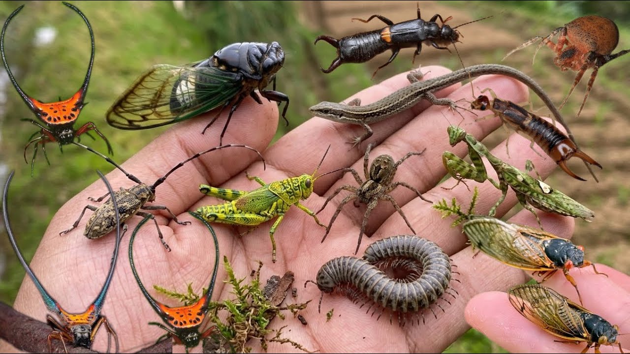catch the most unique insects in the wild - YouTube