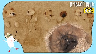 12 Chow Chow & Welsh Corgi Enjoys A Sand Bath (Part 2) l Kritter Klub
