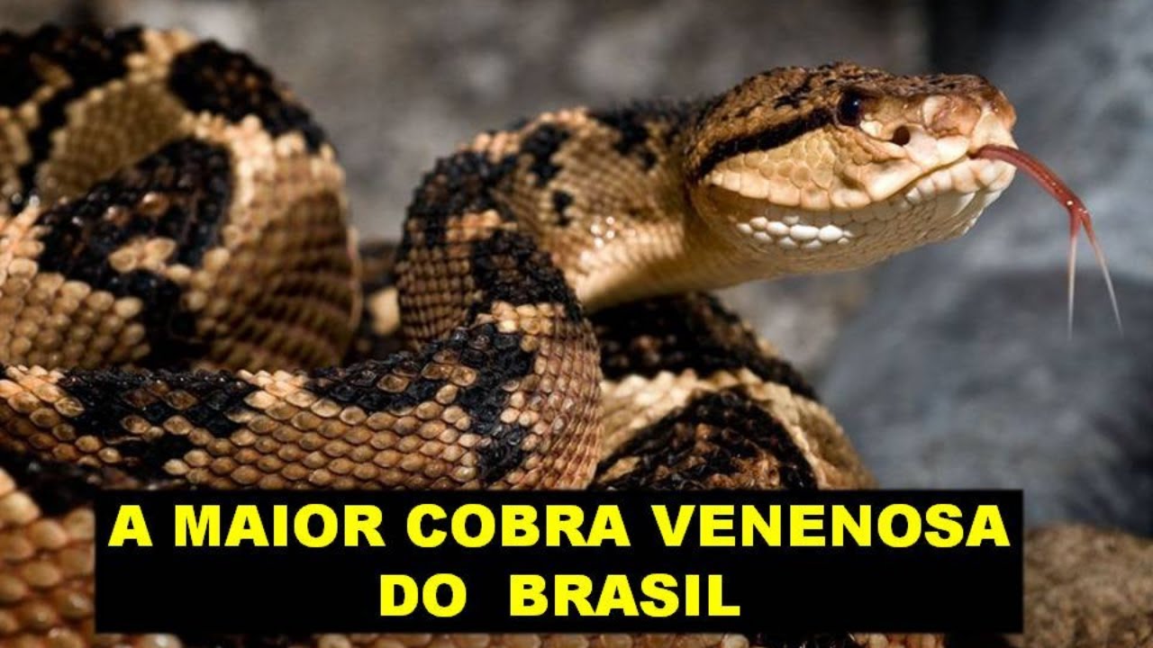 SURUCUCU-PICO-DE-JACA – A MAIOR SERPENTE VENENOSA DO BRASIL! UMA COBRA RARA E IMPRESSIONANTE!!!