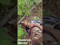 Mashroom Harvesting #agriculture #harvesting #mashroom #shorts #bestfeed