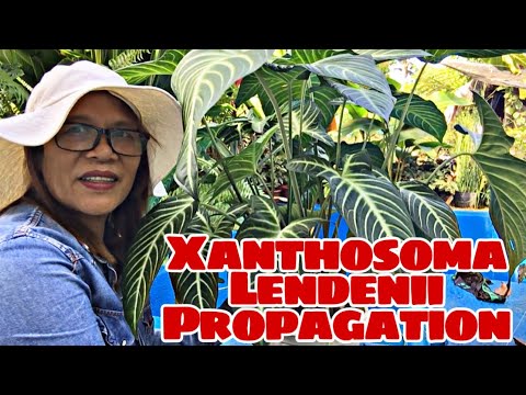 Xanthosoma lendinii propagation 2023 / propagation Xanthosoma lendinii