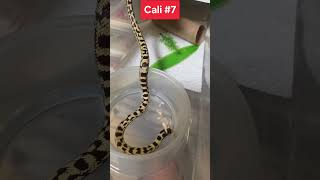 Love the color and pattern on this guy Check out👉 HarmonyHybrids on Morph Market #Shorts #ExoticPets