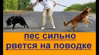 пес сильно рвется на поводке пес сильно рвется на поводке