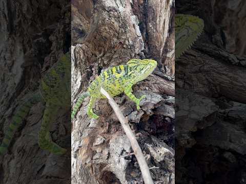 Chameleon Casual Moment Subscribemychannel