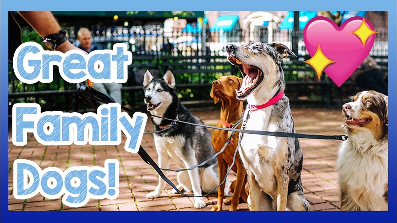 top 5 family dogs