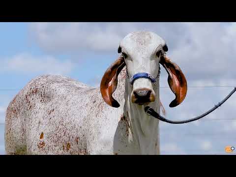 LOTE 21   BENQUISTA FIV F MUTUM   MUT 6308
