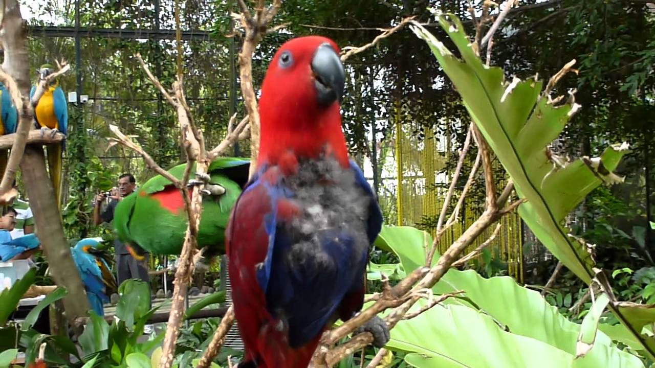 Butterfly Park & Insect Kingdom Sentosa YouTube