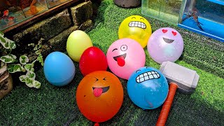 wow.. meletus balon berisi ikan hias, ikan koi, ikan koki, ikan molly, ikan cupang 02