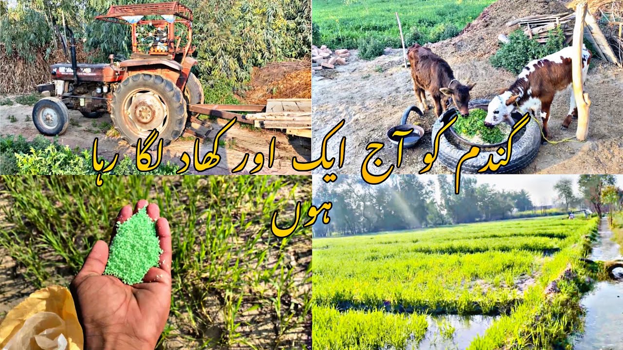 گندم کو ایک اور کھاد لگا رہا ہوں💐