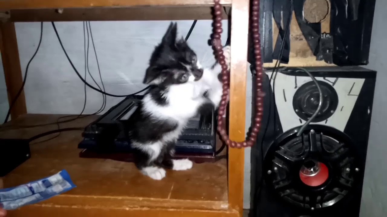 Anak Kucing Lucu,Si belang ingin bermain 
