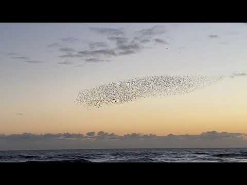 murmuration