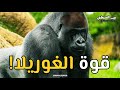 الغوريلا: قوة وذكاء عائلة الغابة في أعماق الغابات المطيرة! 🤯
